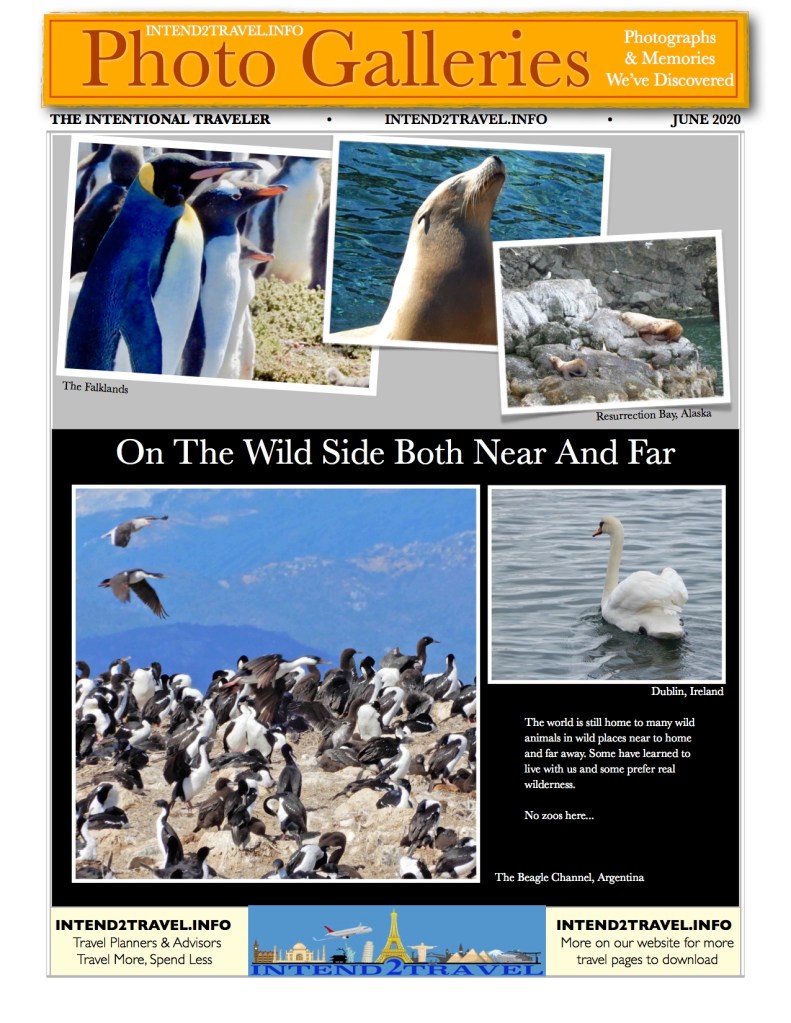Seals, penguins and other fowl