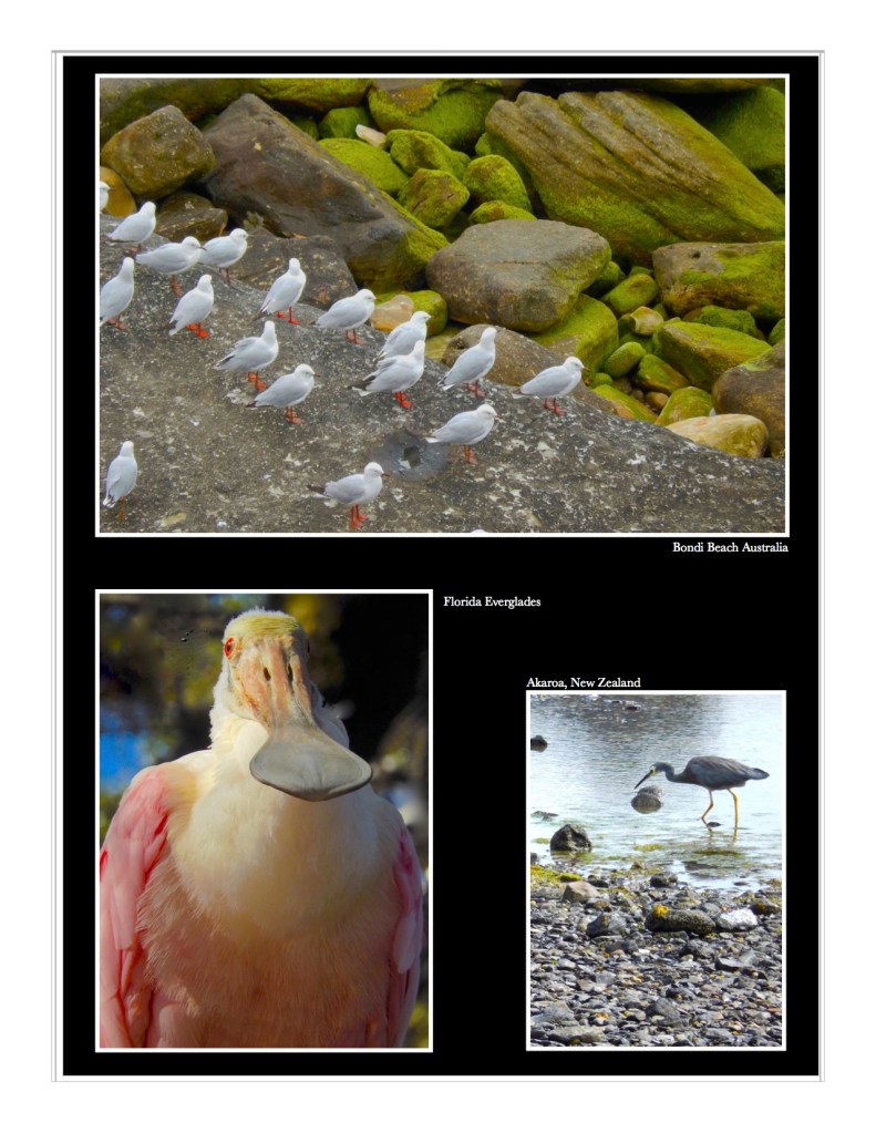 seagulls, spoonbill and heron