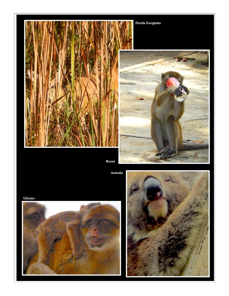 Deer monkeys and a koala