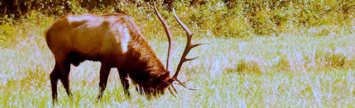 Morning Fog In The Smoky&nbsp;Mountains