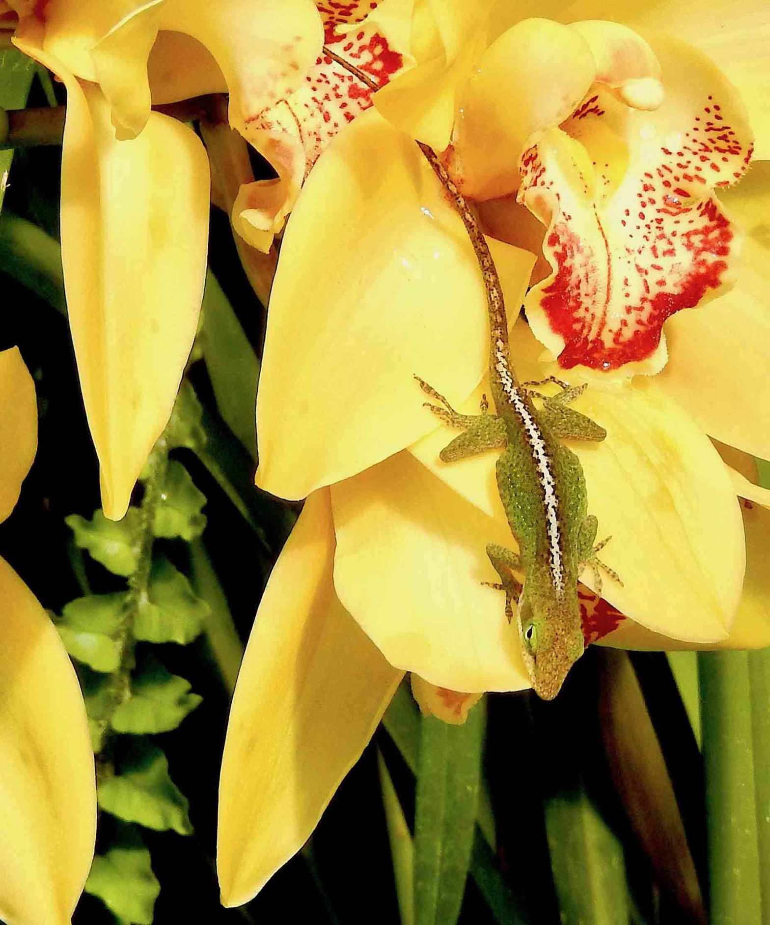 Todays Image • Orchids &&nbsp;Friend