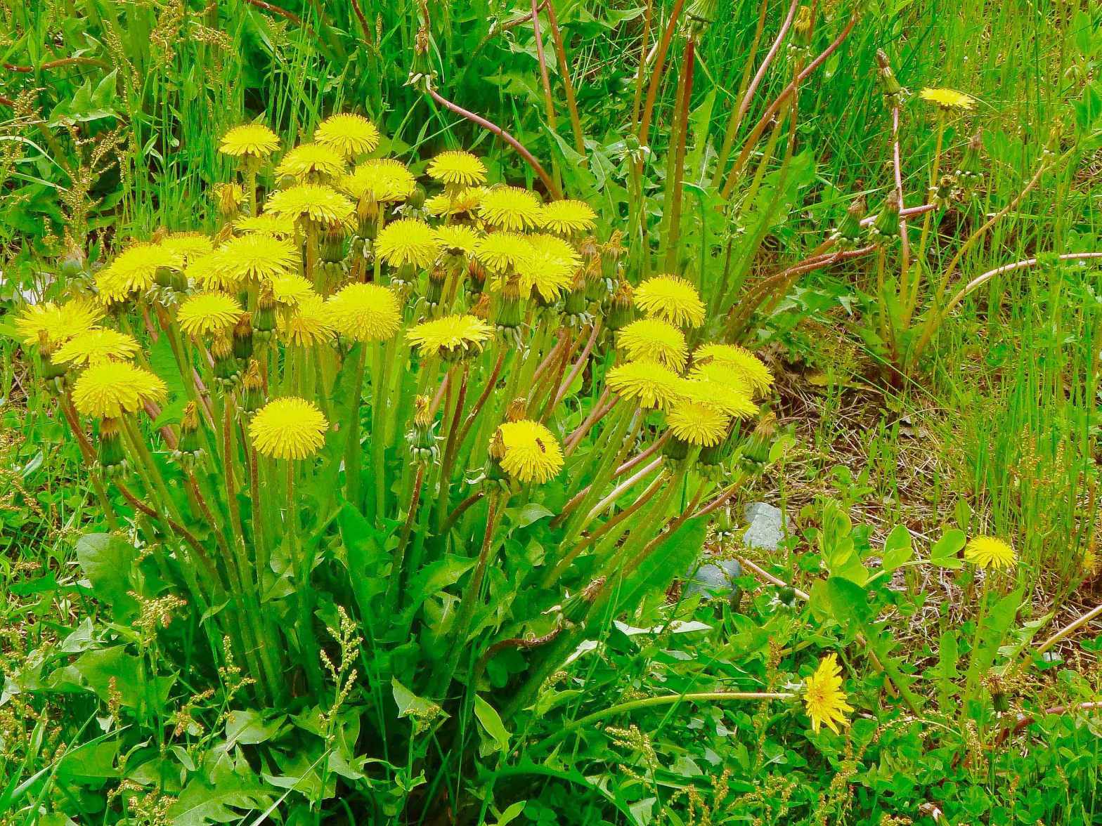 Todays Image • Just&nbsp;Dandelions?