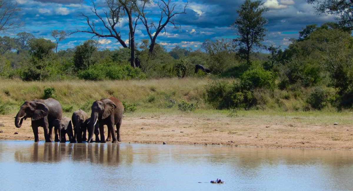 Discovering Kruger National Park, South&nbsp;Africa