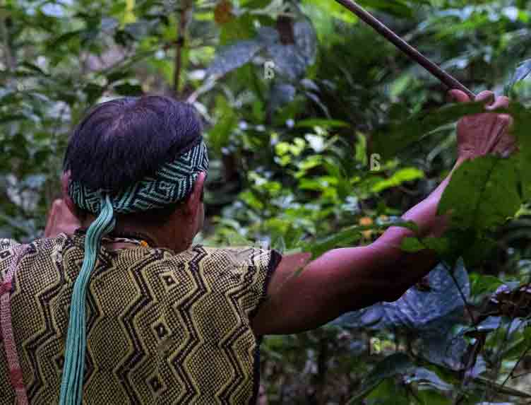 A Small Jungle&nbsp;Miracle