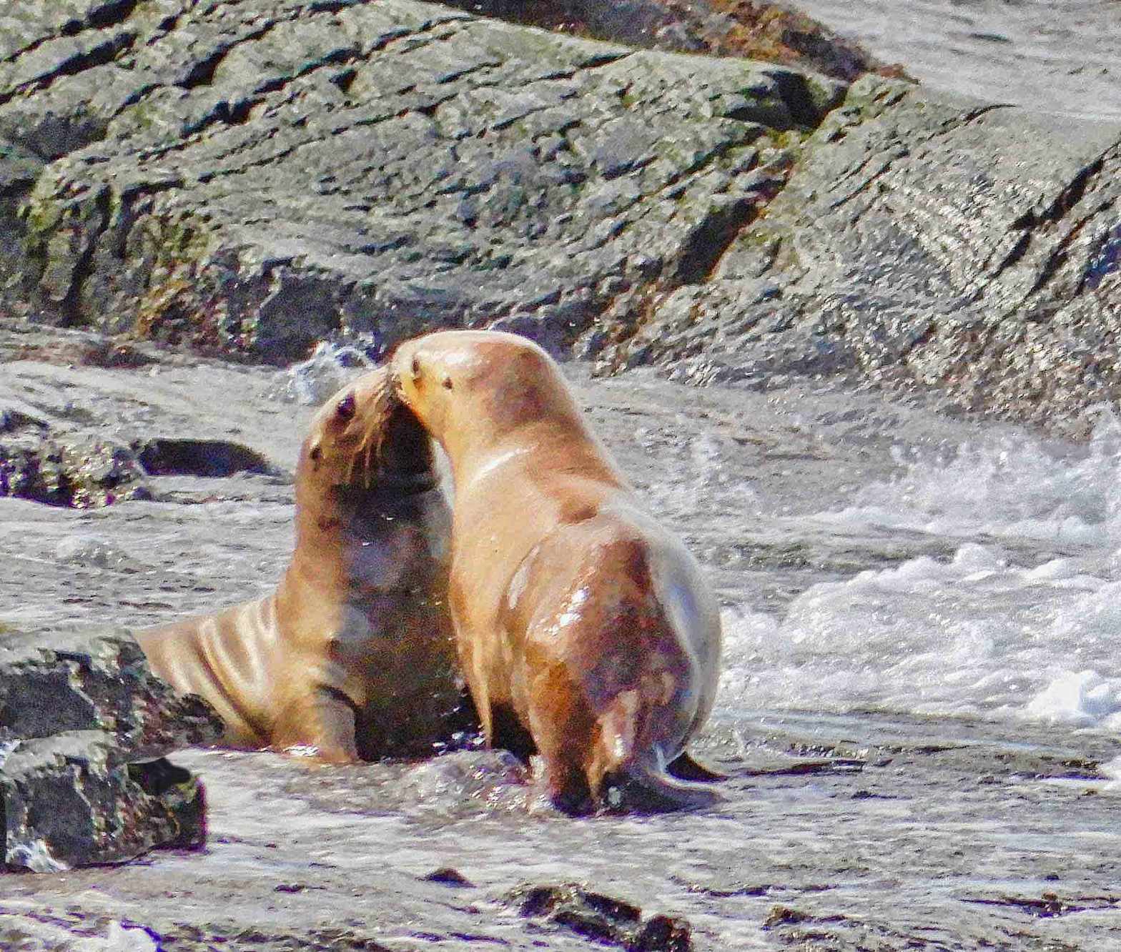 Todays Image • Puppy&nbsp;Love