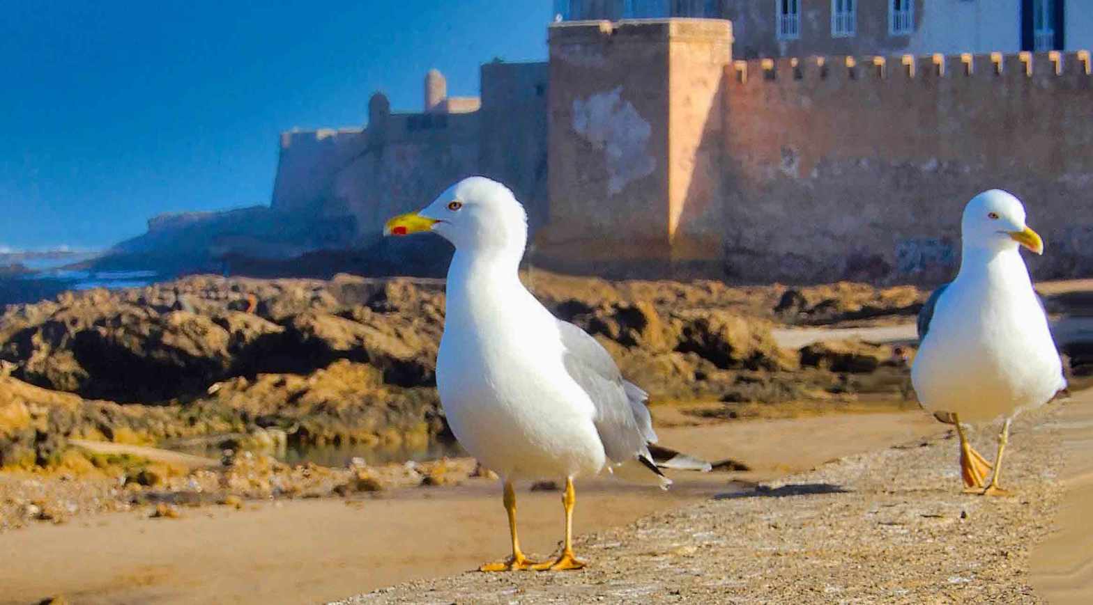 Todays Image • Seagulls Essaouira,&nbsp;Morocco