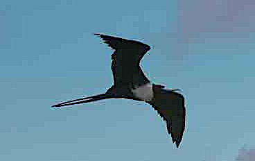 Today’s Images • Sky&nbsp;Pirates