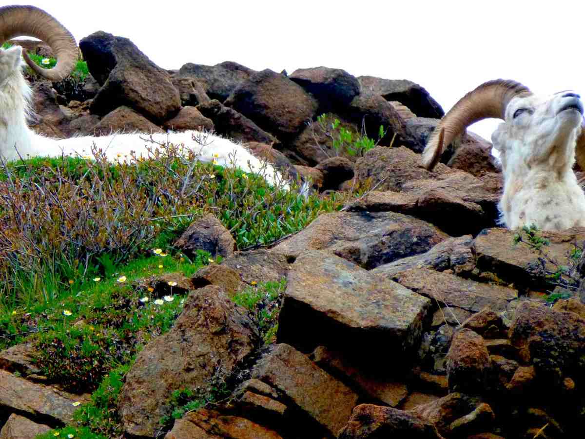 Going Wild In&nbsp;Alaska