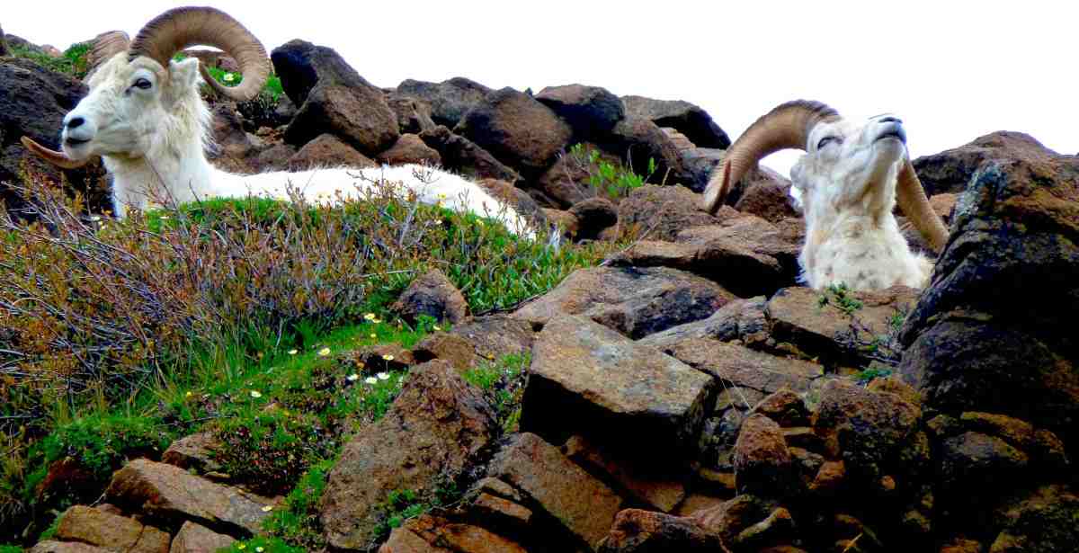 Going Wild In&nbsp;Alaska