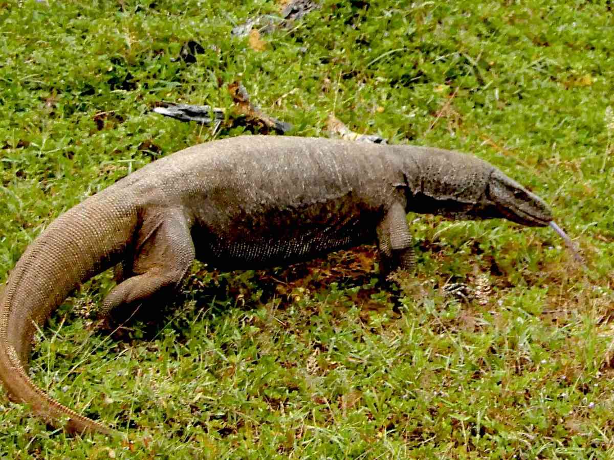 The Bengal and Asian Water Monitor:  Unique Species Of Sri&nbsp;Lanka