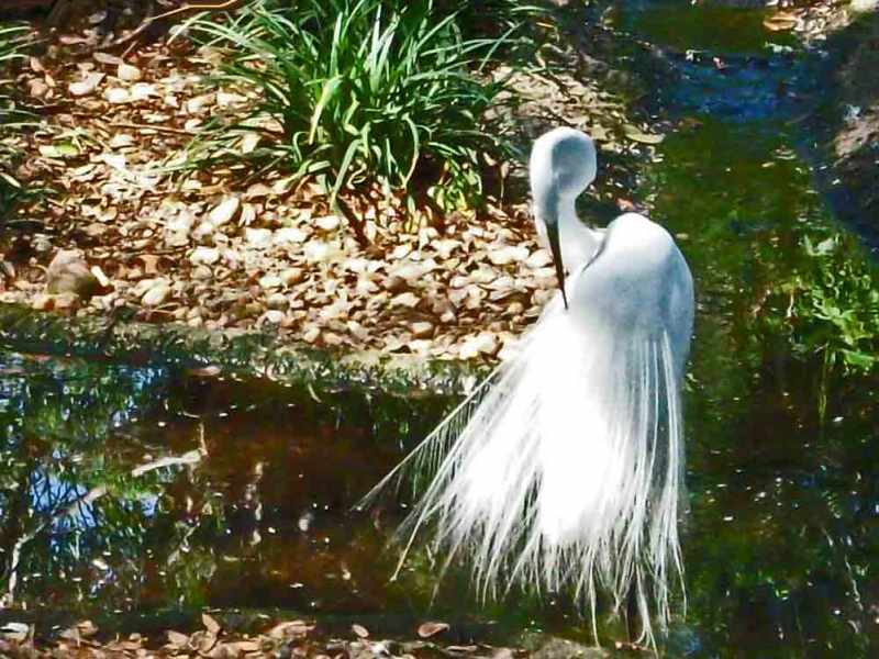 Still Casually Shooting&nbsp;Birds