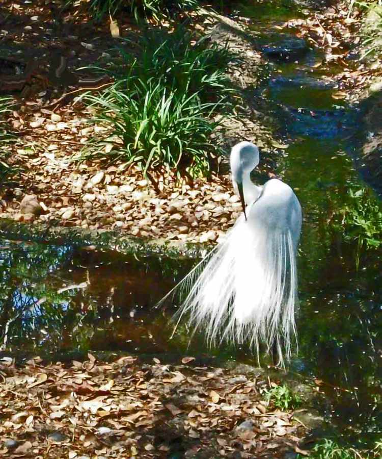 Still Casually Shooting&nbsp;Birds
