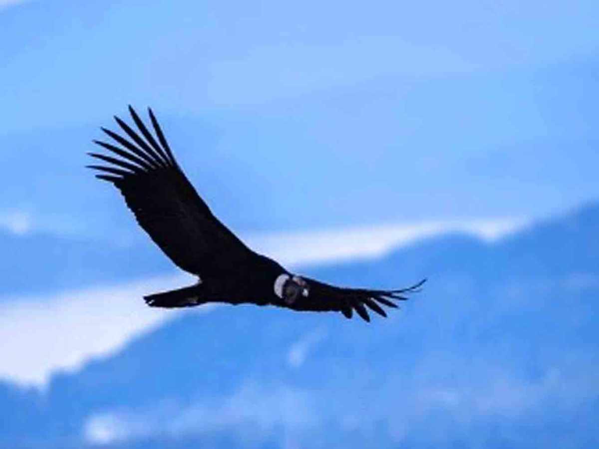 Shooting Condors In Southern Chile With The Intentional&nbsp;Travelers