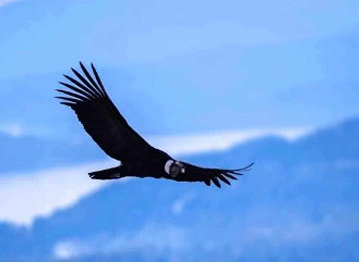Shooting Condors In Southern Chile With The Intentional&nbsp;Travelers