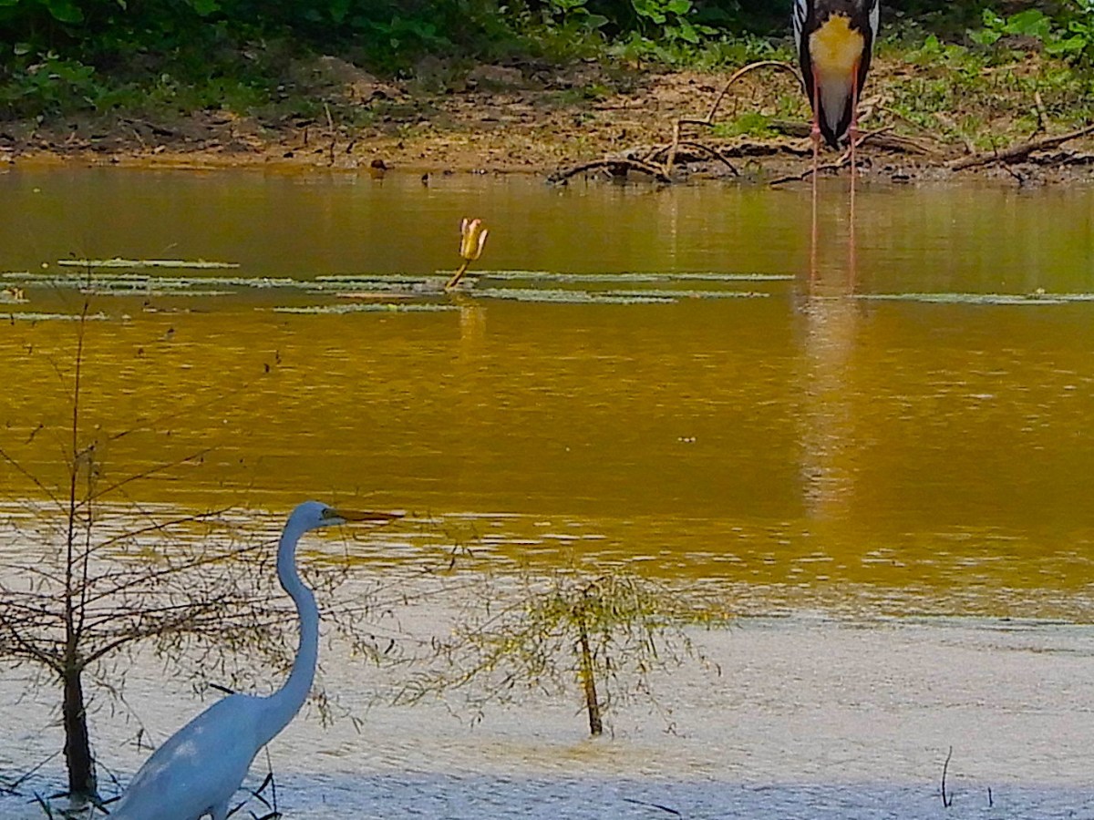 The Amazing Wilds Of Sri&nbsp;Lanka