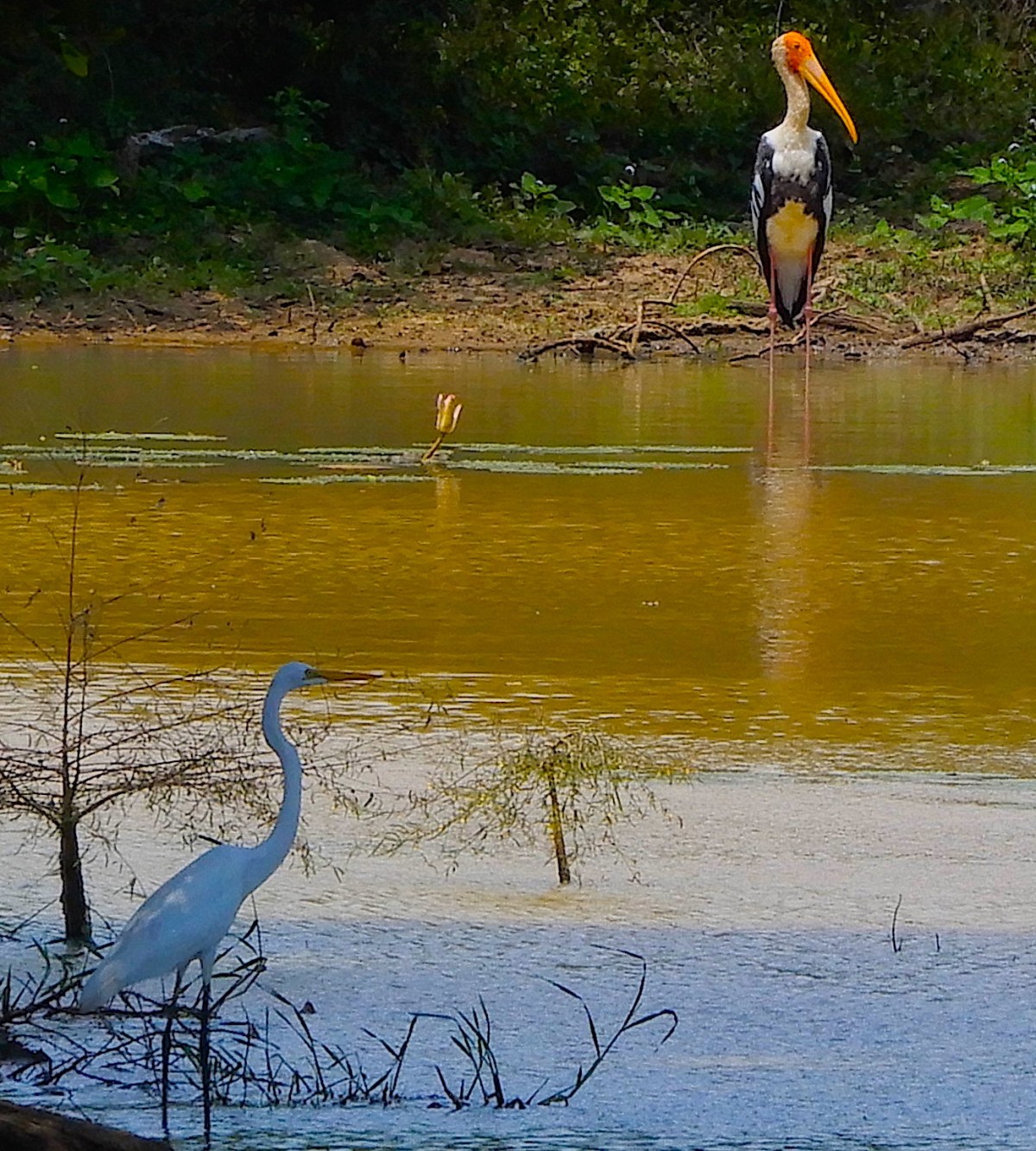The Amazing Wilds Of Sri&nbsp;Lanka