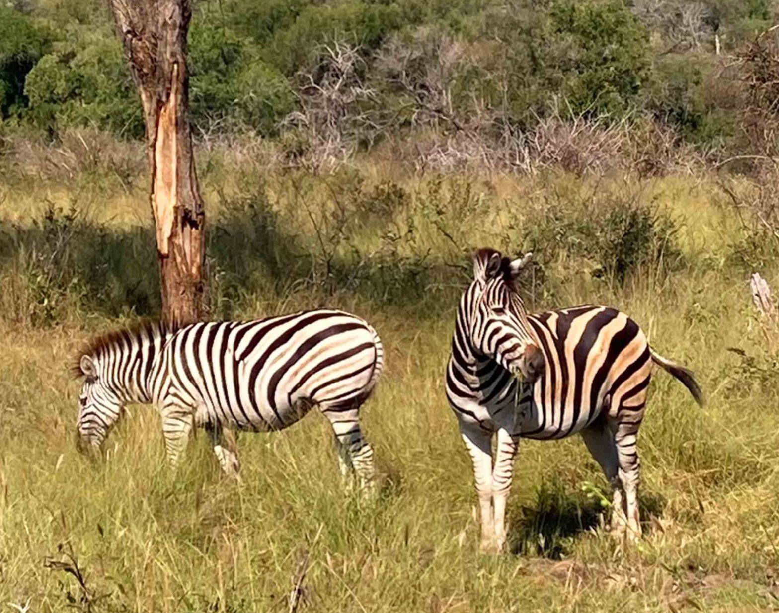 Images From The Wilds Of&nbsp;Africa