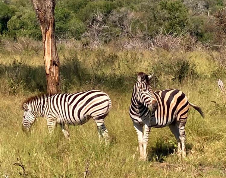 Images From The Wilds Of&nbsp;Africa